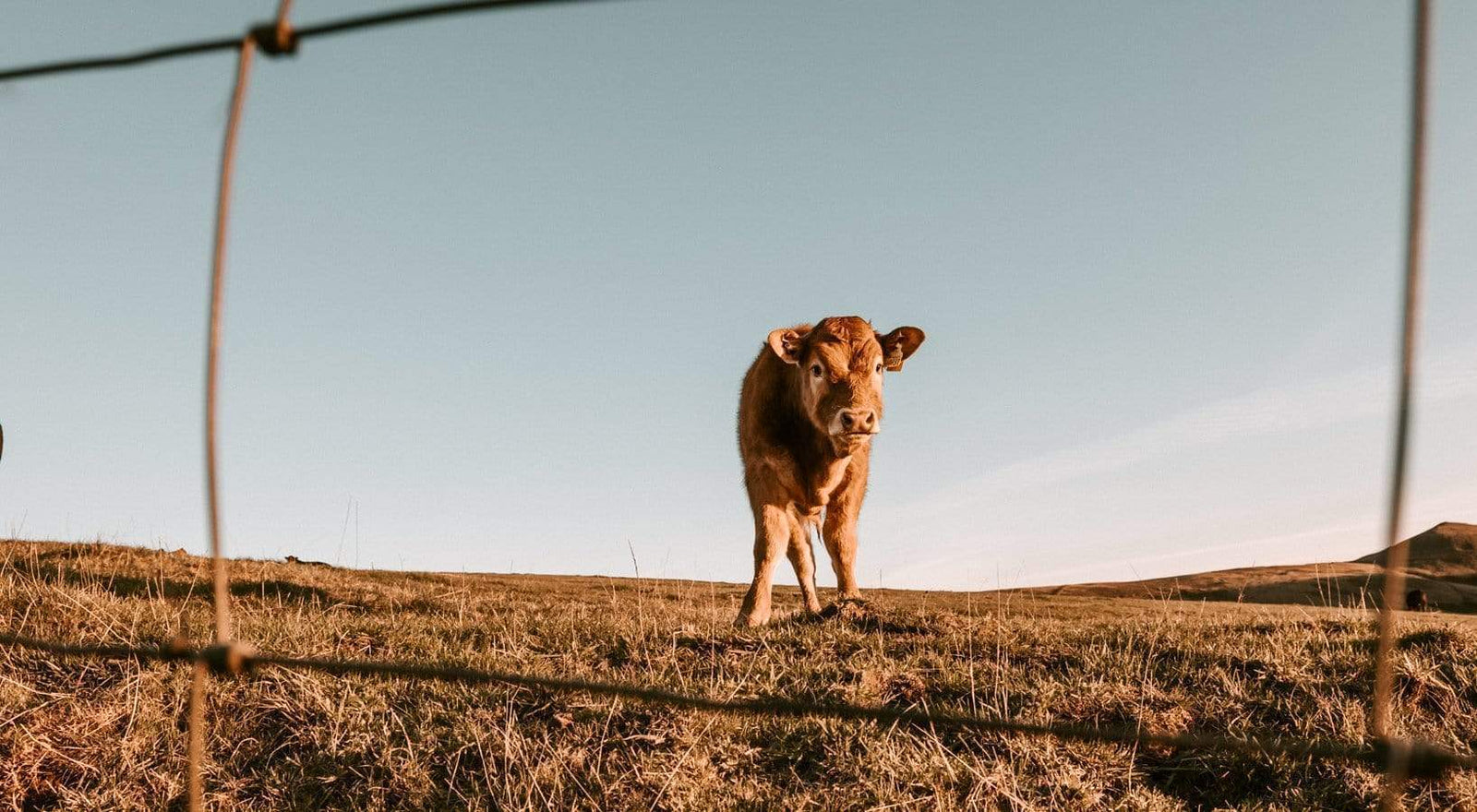 8 Ways We Can Reverse Global Warming