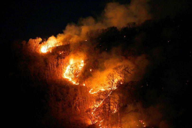 The Forest Burns. What Can We Do?